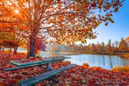Herfst, het immuunsysteem en vitamine D