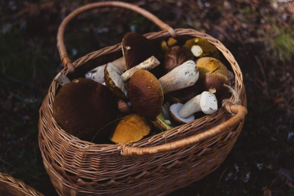 7 eetbare voedingsmiddelen die je kan plukken in het bos (herfsteditie)