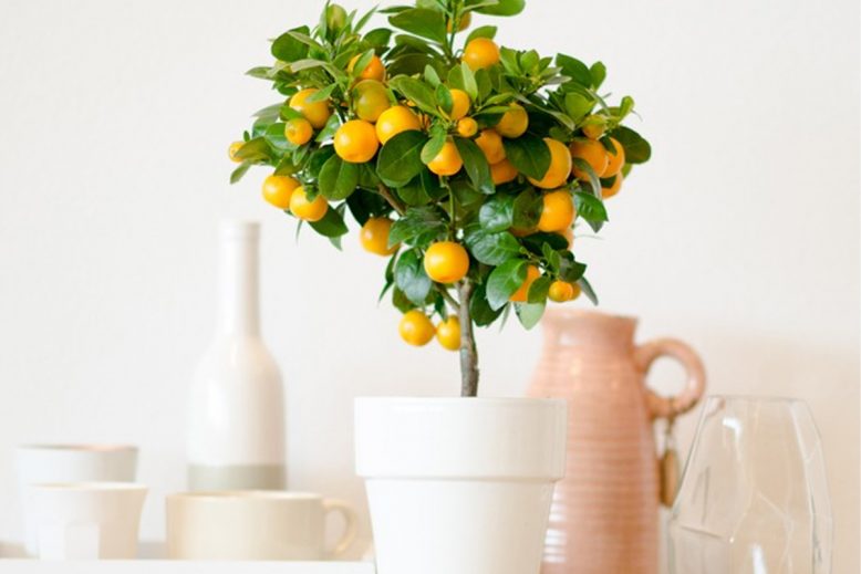 citrusboompje